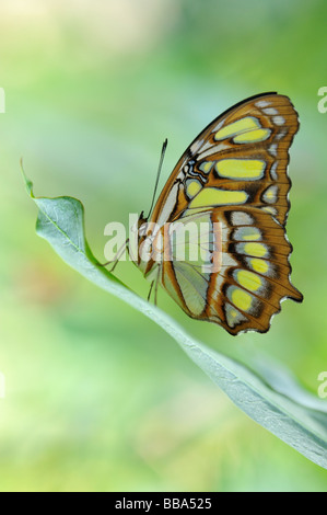 Knappen Bambus Seite Schmetterling Philaethria Didoclose auf einem Blatt Stockfoto