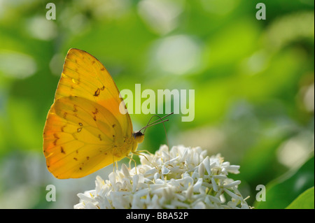 Blasse getrübt gelben Schmetterling Colias hyale Stockfoto