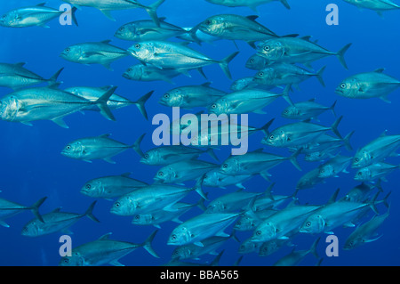 BigEye Trevally Caranx Sexfasciatus auch genannt Bigeye Jack Roca Partida Insel Socorro Inseln Mexiko Stockfoto