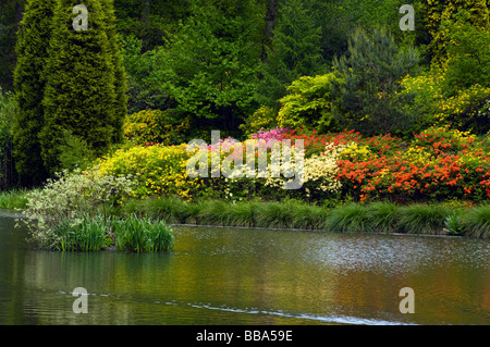 Eine Bank von verschiedenen Farben Azalea Sträucher grenzt an den Motor-Teich an der Leonardslee Gardens West Sussex in England Stockfoto