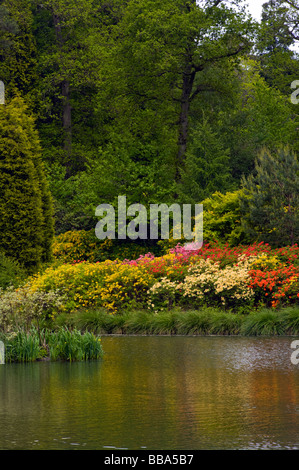 Eine Bank von verschiedenen Farben Azalea Sträucher grenzt an den Motor-Teich an der Leonardslee Gardens West Sussex in England Stockfoto