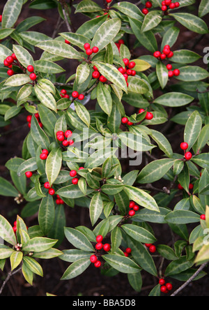 Skimmia Japonica Subspecies Reevesiana, Rutaceae, Japan, China und Ostasien. Stockfoto