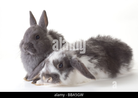 zwei Kaninchen isoliert auf weiss Stockfoto