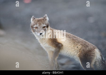 Polarfuchs Vulpes Lagopus im Sommerfell Suche nach food Stockfoto