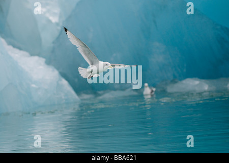 Möwen fliegen über Eisberg losgelöst von Monacobreen Gletscher Svalbard Stockfoto