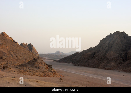 Sinai-Wüste in der Nähe von Sharm el Sheikh Ägypten Stockfoto