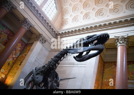 Tyrannosaurus Rex Dinosaurier in der Lobby des American Museum of Natural History in New York City. Stockfoto