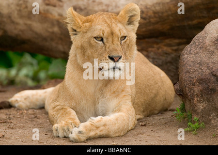 Löwe (Panthera Leo) Stockfoto