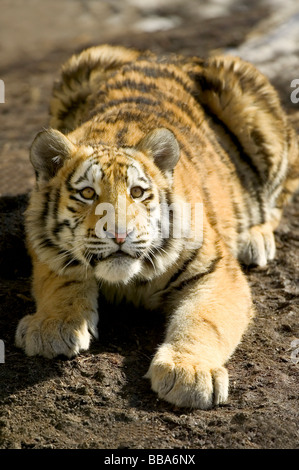 Junger Tiger (Panthera tigris), Jagd Stockfoto