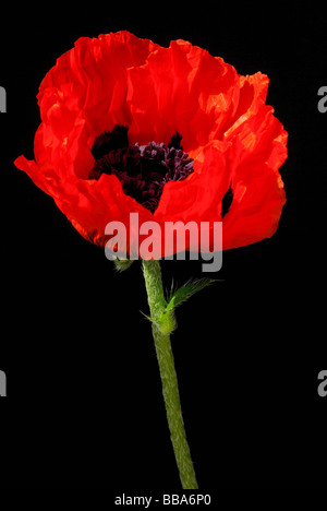 Türkischer Mohn orientalische Mohn 24 Stockfoto