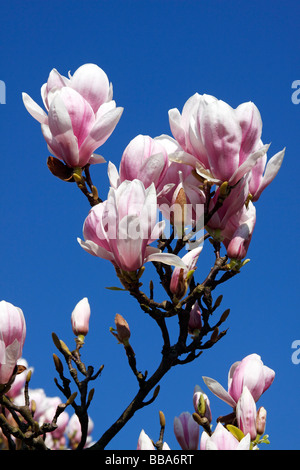 Blühende Untertasse Magnolie (Magnolia X soulangiana) Stockfoto