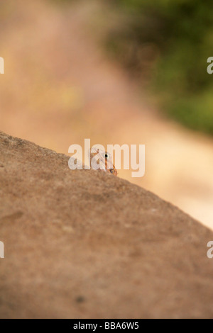 Ein Agama Eidechse spähen über einen Felsen in Tsavo Nationalpark Kenia Stockfoto