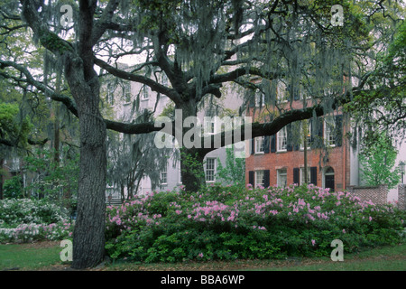 Frühlingsblumen entlang der Oglethorpe Avenue in Savannah, Georgia Stockfoto