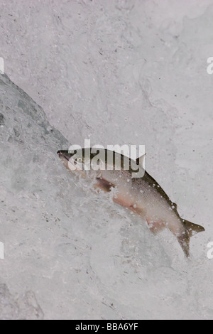 Sockeye Lachse, Wasserfall Oncorhynchus Nerka Katmai Nationalpark Alaska laichen Stockfoto