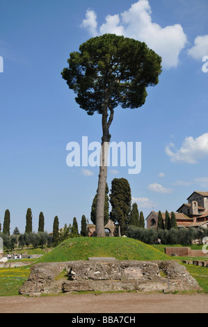 Einsamer hoher Baum, Palatin, Historische Stadt, Rom, Italien Stockfoto