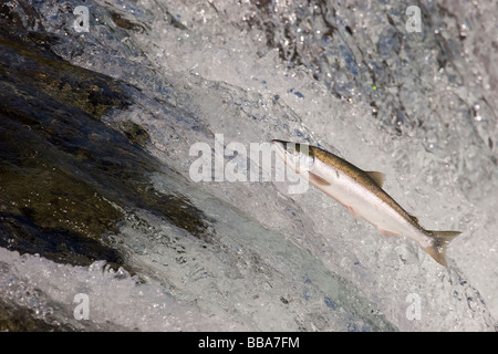 Sockeye Lachse, Wasserfall Oncorhynchus Nerka Katmai Nationalpark Alaska laichen Stockfoto