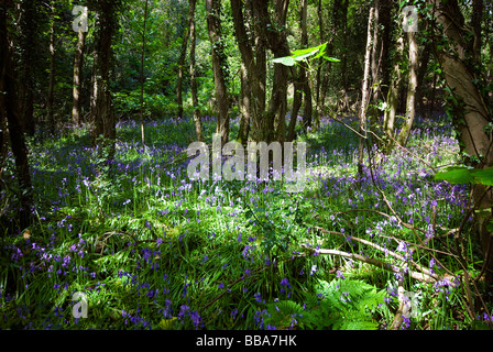 Glockenblumen in gefleckte Sonnenlicht in der Nähe von Chillaton in West Devon Stockfoto