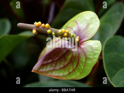 Flamingo-Blume aka Tail Blume oder Banner Pflanze, Anthurium Andreanum, Aronstabgewächse, Mittel- und Südamerika Stockfoto