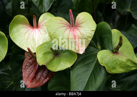 Flamingo-Blume aka Tail Blume oder Banner Pflanze, Anthurium Andreanum, Aronstabgewächse, Mittel- und Südamerika Stockfoto