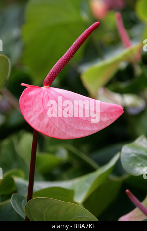 Flamingo-Blume aka Tail Blume oder Banner Pflanze, Anthurium Andreanum, Aronstabgewächse, Mittel- und Südamerika Stockfoto