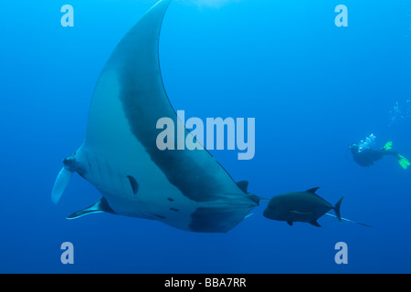 Giant Manta Ray-Manta Birostris unter Wasser Stockfoto