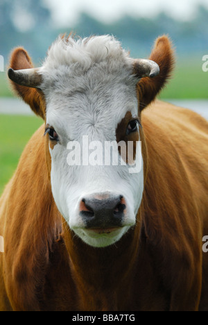 Nahaufnahme einer lustige Kuh auf auf landwirtschaftlichen Nutzflächen in den Niederlanden Stockfoto