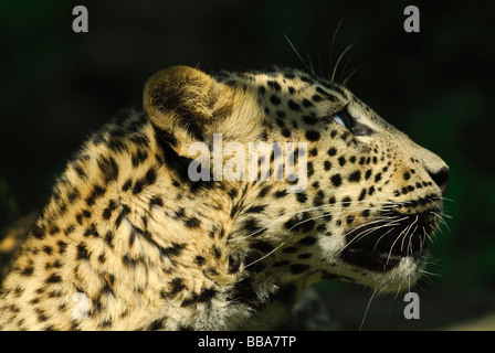 Sri Lanka Leoparden Panthera Pardus kotiya Stockfoto
