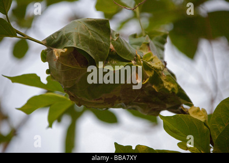 Rote Ameisen-Nest der Blätter im Dschungel Canopee, Royal Chitwan Naturschutzgebiet, Nepal Asien gemacht. Horizontale Stockfoto