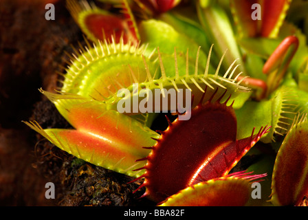 Venusfliegenfalle (Dionaea Muscipula), fleischfressende Pflanze Stockfoto