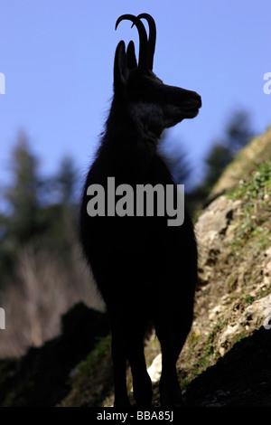 Weibliche Isard Pyrenäen Gämsen Rupicapra Rupicapra pyrenaica Stockfoto