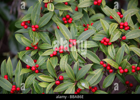 Skimmia Japonica Subspecies Reevesiana, Rutaceae, Japan, China und Ostasien. Stockfoto