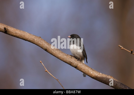 Dunkle Augen Junco Junco Hyemalis Hyemalis Schiefer farbigen Unterart männlichen sitzt in einem Baum Stockfoto