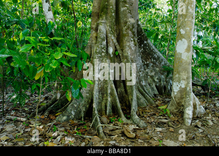 Regenwald Bäume Corcovado Nationalpark Costa Rica Stockfoto