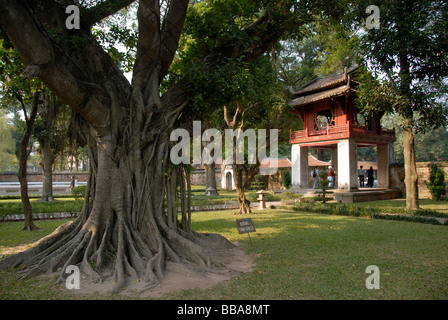 Alte Universität, Konfuzianismus, großen Feigenbaum, Bodhi Baum-(Ficus Religiosa) im Garten, Literatur Tempel, Hanoi, Vietnam, So Stockfoto