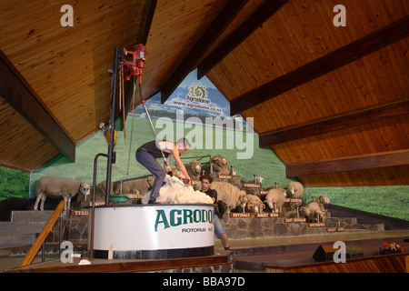 Scheren-Präsentation am Agrodome, Rotorua, Neuseeland Stockfoto