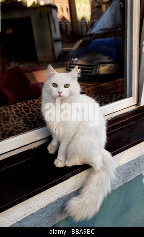 Weiße Katze auf der Fensterbank Stockfoto