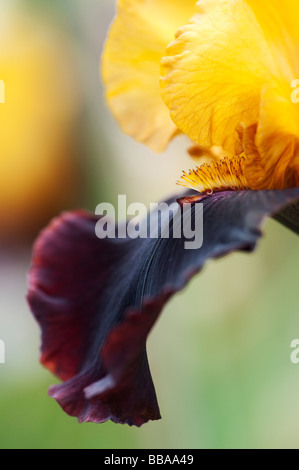 Hohen Bartiris "Dwight Enys" Blume Stockfoto