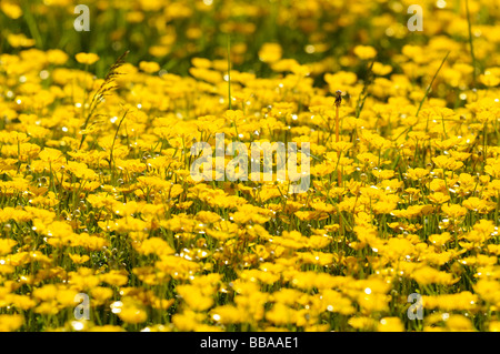 Eine Nahaufnahme eines großen Patches von gelben Butterblume Wiesenblumen im Feld Stockfoto