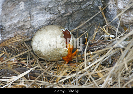 Blau-footed Booby Ei Stockfoto