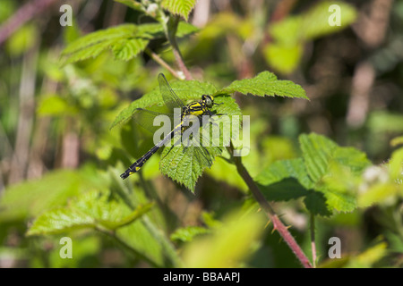 Club-tailed Libelle Befestigung Vulgatissimus unreifen männlich ruht auf Bramble Blatt Haugh Wood, Herefordshire im Mai. Stockfoto