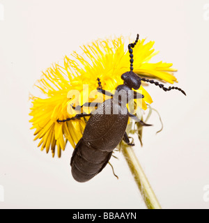 Europäische Öl-Käfer (Meloe proscarabaeus) Stockfoto