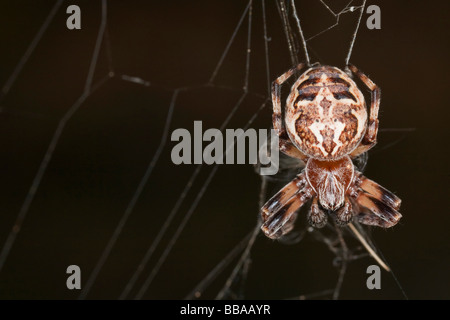 Orb-Weaver Spider (Larinioides Cornutus) Stockfoto