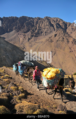 Berber maultierzug Atlasgebirge Marokko mit Touristen wandern in den Bergen Stockfoto