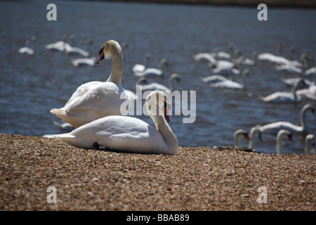 Schwäne im Abbotsbury Swannery, Dorset, England Stockfoto