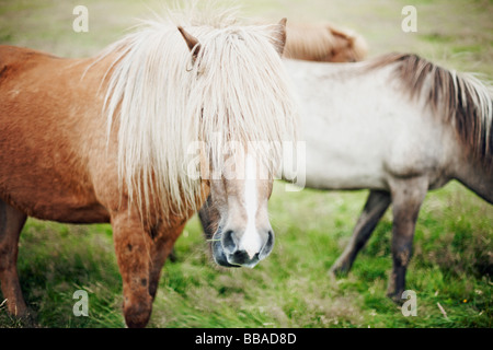 Pferde Stockfoto