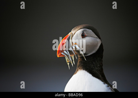 Papageitaucher (Fratercula Arctica) Stockfoto