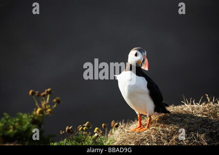 Papageitaucher (Fratercula Arctica) Stockfoto