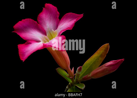 Impala-Lilie auf schwarz Stockfoto