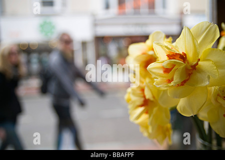 Narzisse in einem Café Fenster in Brighton an einer befahrenen Straße Stockfoto