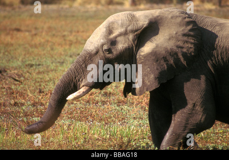 South Luangwa-Sambia Elefant Stockfoto